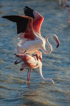 Flamingos (Phoenicopteridae)