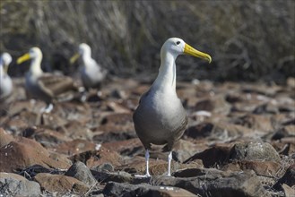 Waved Albatross or Galapagos Albatross (Phoebastria irrorata)