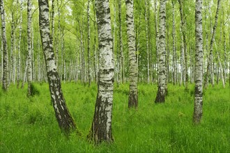 Forest of Downy Birch or White Birch (Betula pubescens)
