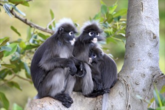 Dusky Leaf Monkeys or Southern Langurs (Trachypithecus obscurus) monkey family on tree