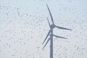 Large flock of birds in front of wind turbines