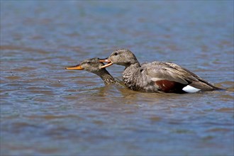 Gadwalls (Anas strepera)