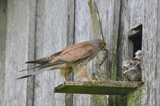 Common Kestrel (Falco tinnunculus) passes mouse to young birds