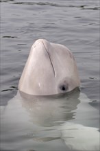 Beluga Whale or White Whale (Delphinapterus leucas)