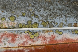 Rust and lichen on car body