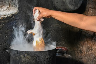 Local woman holding Cuy