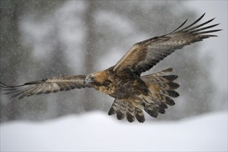 Golden Eagle (Aquila chrysaetos) in flight during snowfall