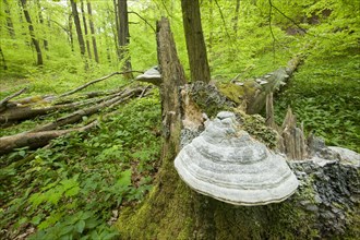 True Tinder Polypore fungus (Fomes fomentarius) at the base of the trunk of a dead and fallen Common Beech or European Beech (Fagus sylvatica)