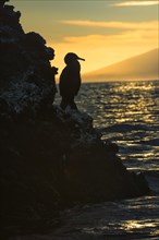 Flightless Cormorant (Phalacrocorax harrisi) at dusk