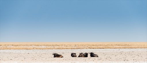 Blue Wildebeest (Connochaetes taurinus) lying in the midday heat