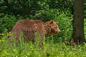 Brown bear (Ursus arctos) in the spring