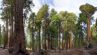 Giant sequoia trees (Sequoiadendron giganteum) in the Giant Forest
