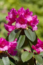 Williams Rhododendron (Rhododendron williamsianum)