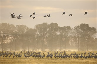 Common Cranes (Grus grus)