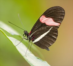 Red Postman butterfly (Heliconius erato)