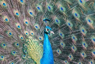 Indian Peafowl or Blue Peafowl (Pavo cristatus)