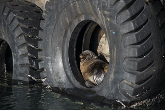 Brown Fur Seal (Arctocephalus pusillus) in a tire on the harbour wall