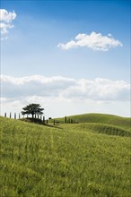 Cypresses and a cedar tree