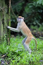 Patas Monkey (Erythrocebus patas patas)