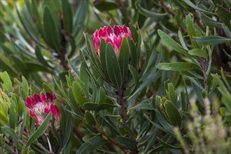 Protea (Protea repens)