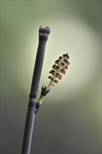 Water Horsetail (Equisetum fluviatile)