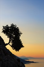 Silhouette of an olive tree growing on a slope next to the sea
