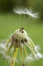 Dandelion clock (Taraxacum sect. Ruderalia)