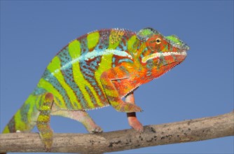 Panther Chameleon (Furcifer pardalis)