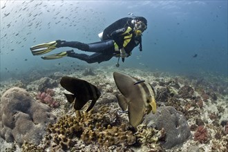 Scuba diver with Teira Batfish or Longfin Batfish (Platax teira)
