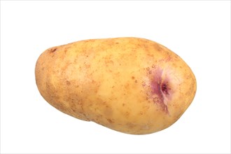 Potato