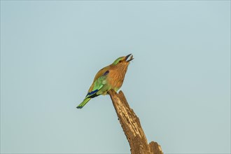 Indian Roller (Coracias benghalensis)