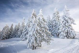 Coniferous trees with snow and hoarfrost