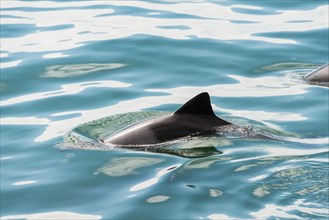 Dusky Dolphin (Lagenorhynchus obscurus) in Walvis Bay