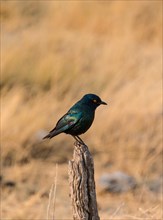 Cape Starling (Lamprotornis nitens) perched on a post