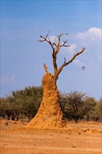 Termite mound