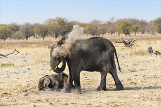 African Elephants (Loxodonta africana) female with calf taking a dust bath