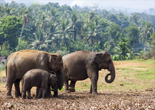 Asian elephants (Elephas maximus) feeding in the Pinnawela Elephants Orphanage