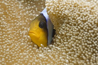 Red Sea Clownfish or Two-banded Anemonefish (Amphiprion bicinctus) in a Haddon's Carpet Anemone (Stichodactyla haddoni)