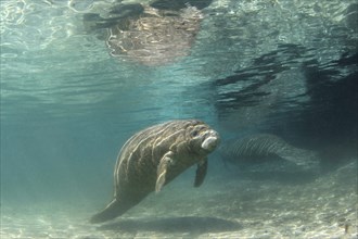 West Indian Manatee or Sea Cow (Trichechus manatus)