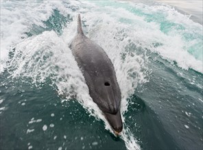 Common bottlenose dolphin (Tursiops truncatus) in Walvis Bay
