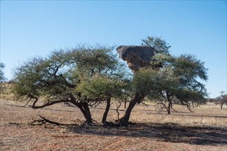 Camel thorn tree (Acacia erioloba) with nesting colony of the Sociable Weaver (Philetairus socius)