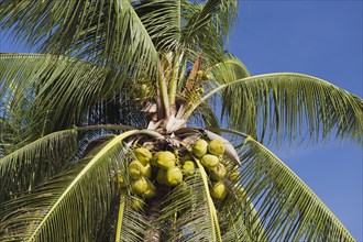 Coconuts on a coconut palm (Cocos nucifera)
