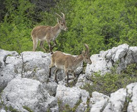 Spanish Ibexes (Capra pyrenaica hispanica)