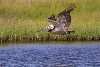 Brown Pelican (Pelecanus occidentalis) flying in the coastal swamp along the seashore