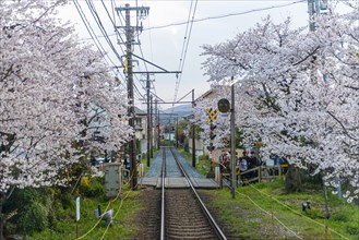 Tracks between blossoming cherry trees