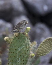 Common Cactus Finch or Small Cactus Finch (Geospiza scandens) feeding on a flower of an Opuntia