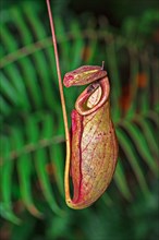 Nepenthes anamensis pitcher plant (Nepenthes anamensis)