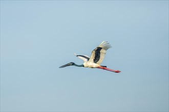 Black-necked Stork (Ephippiorhynchus asiaticus)