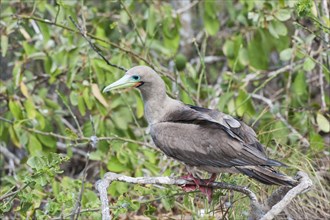 Red-footed Booby (Sula sula) in red mangrove