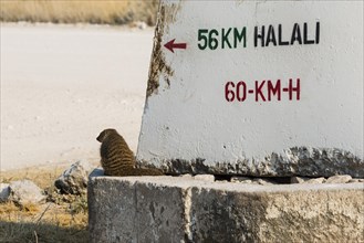 Banded mongoose (Mungos mungo) sitting next to a sign
